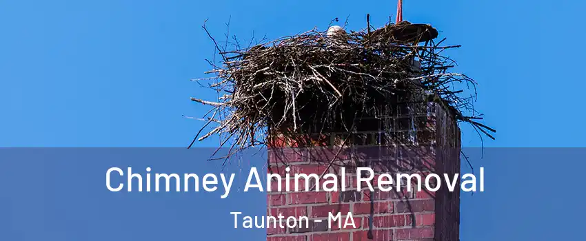 Chimney Animal Removal Taunton - MA