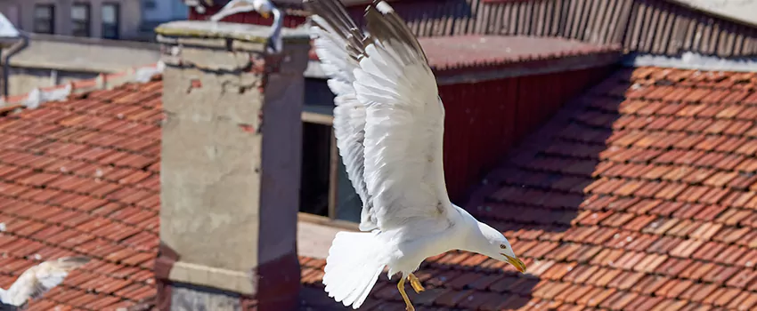 Residential Chimney Animal Removal Solution in Taunton, MA