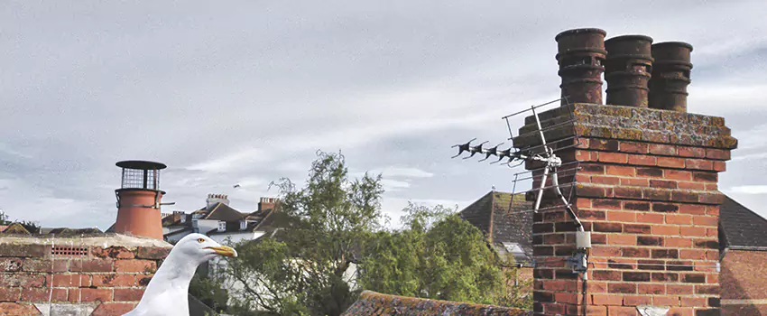 Chimney Cleaning And Restoration in Taunton, Massachusetts